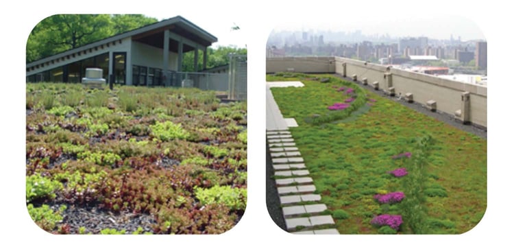 Image showcasing A closer look: types of vegetated roofs